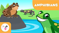 Die Erstaunliche Welt der Amphibien: Meister von Land und Wasser!