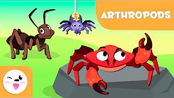 The Amazing World of Arthropods: Masters of the Earth!