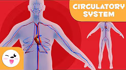 The Amazing Circulatory System: Your Body's Super Highway!