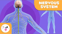 The Amazing Nervous System: Your Body's Super Highway!
